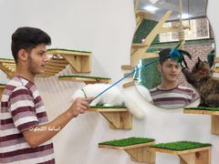 "مياو كافيه" أول كافيه من نوعه لمحبي القطط بغزة...
تقوم فكرته على استضافة محبي القطط للجلوس معهن مقابل ٥ شيكل كل نصف ساعة للاستمتاع باللعب معهن لتخفيف التوتر النفسي والضغوطات