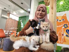 "مياو كافيه" أول كافيه من نوعه لمحبي القطط بغزة...
تقوم فكرته على استضافة محبي القطط للجلوس معهن مقابل ٥ شيكل كل نصف ساعة للاستمتاع باللعب معهن لتخفيف التوتر النفسي والضغوطات