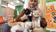 "مياو كافيه" أول كافيه من نوعه لمحبي القطط بغزة