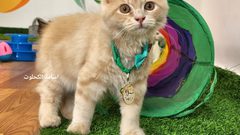 "مياو كافيه" أول كافيه من نوعه لمحبي القطط بغزة
تقوم فكرته على استضافة محبي القطط للجلوس معهن مقابل ٥ شيكل كل نصف ساعة للاستمتاع باللعب معهن لتخفيف التوتر النفسي والضغوطات