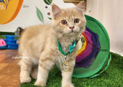 "مياو كافيه" أول كافيه من نوعه لمحبي القطط بغزة