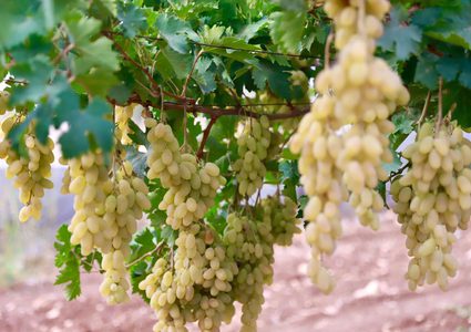 موسم قطف ثمار العنب في بلدة عقابا قضاء طوباس