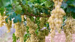 موسم قطف ثمار العنب في بلدة عقابا قضاء طوباس