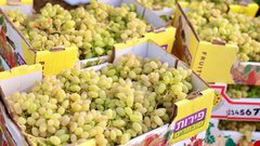 موسم قطف ثمار العنب في بلدة عقابا قضاء طوباس