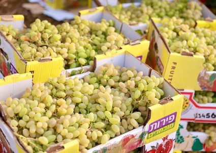 موسم قطف ثمار العنب في بلدة عقابا قضاء طوباس