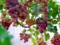 موسم قطف ثمار العنب في بلدة عقابا قضاء طوباس