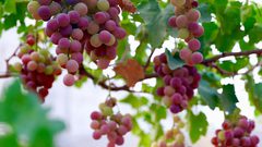 موسم قطف ثمار العنب في بلدة عقابا قضاء طوباس