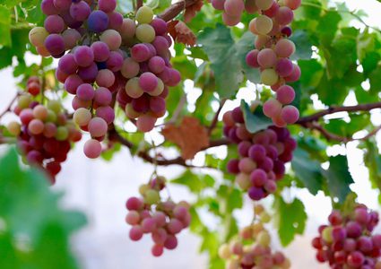 موسم قطف ثمار العنب في بلدة عقابا قضاء طوباس
