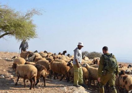 مستوطنون يرعون ماشيتهم في حقول المواطنين ويتلفون محاصيل زراعية جنوب الخليل