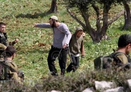 مستوطن يعتدي على أراضي المواطنين في برقة شرق رام الله