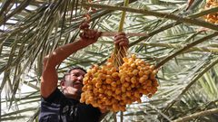 حصاد البلح الأصفر "البرحي" في أريحا
المصدر : وكالة وفا