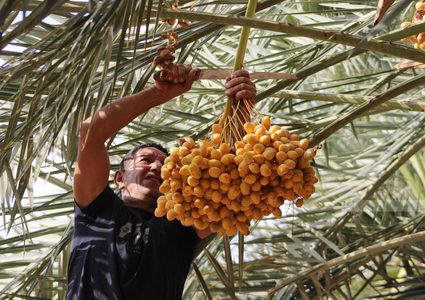 حصاد البلح الأصفر "البرحي" في أريحا