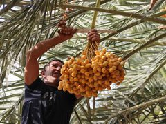 حصاد البلح الأصفر "البرحي" في أريحا
المصدر : وكالة وفا