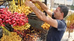 حصاد البلح الأصفر "البرحي" في أريحا
المصدر : وكالة وفا