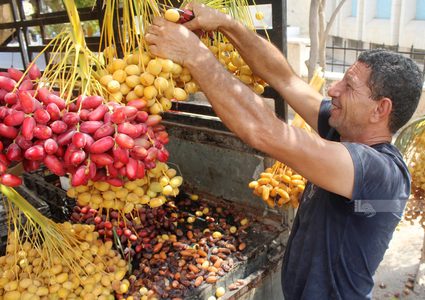 حصاد البلح الأصفر "البرحي" في أريحا
