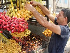حصاد البلح الأصفر "البرحي" في أريحا
المصدر : وكالة وفا
