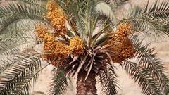 حصاد البلح الأصفر "البرحي" في أريحا