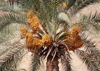 حصاد البلح الأصفر "البرحي" في أريحا