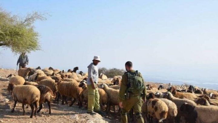 مستوطنون يجبرون أحد رعاة الأغنام في الأغوار على ترك المراعي