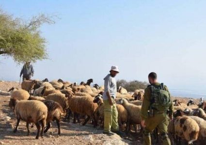 مستوطنون يجبرون أحد رعاة الأغنام في الأغوار على ترك المراعي