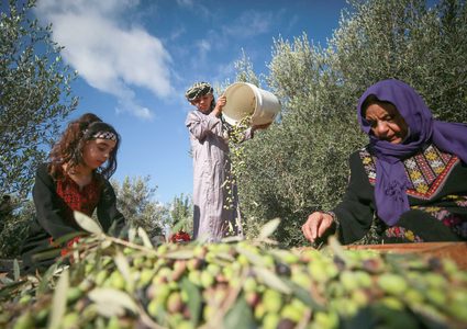 وزارة الزراعة: بدء موسم قطف الزيتون في الثاني عشر من الشهر المقبل