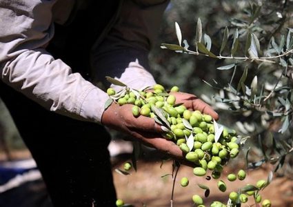 الزراعة: إنتاج الزيتون هذا العام في فلسطين سيشهد تراجعا كبيرا