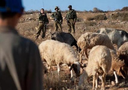 مستوطنون يمنعون الرعاة من الوصول إلى مراعيهم في خلة مكحول