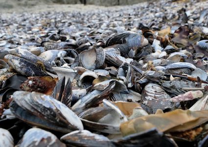 اكتشاف نوع غير معروف من "الرخويات" في ميانمار