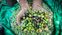 مع قرب موسم قطف الزيتون.. توقعات بانخفاض الإنتاج بنسبة 50% عن العام الماضي