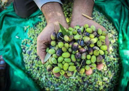 مع قرب موسم قطف الزيتون.. توقعات بانخفاض الإنتاج بنسبة 50% عن العام الماضي