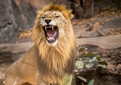 من هو قاتل الانسان الأول؟