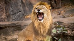 من هو قاتل الانسان الأول؟