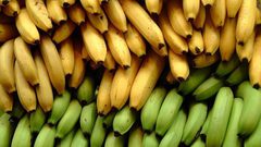أيهما أفضل الموز الأخضر أم الأصفر؟.. خبراء ينصحون