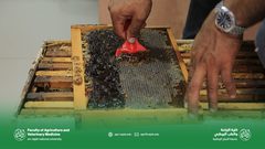 بالصور.. إنتاج العسل الطبيعي من مناحل كلية الزراعة والطب البيطري