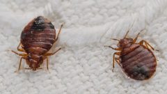 تأهُّب في المغرب لمواجهة غزو محتمل لـ"بقّ الفراش"