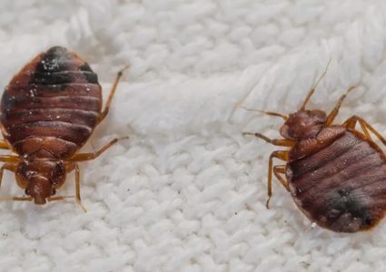 تأهُّب في المغرب لمواجهة غزو محتمل لـ"بقّ الفراش"