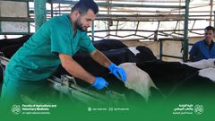 بالصور.. تدريب عملي لطلبة مساق عيادة بيطرية "2"