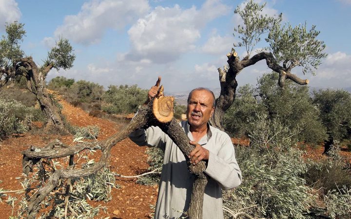 مستوطنون يجرفون أراضي ويقتلعون أشجارا في الخضر جنوب بيت لحم