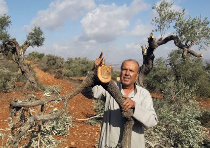 مستوطنون يجرفون أراضي ويقتلعون أشجارا في الخضر جنوب بيت لحم