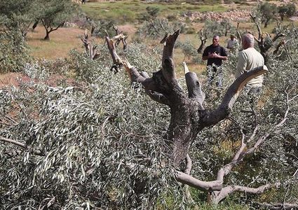 مستوطنون يجرفون أراضي ويقتلعون اشجار زيتون