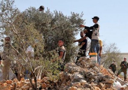 مستوطنون يمنعون أهالي كفر الديك من قطف الزيتون