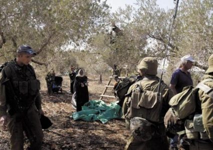 الاحتلال يجبر قاطفي الزيتون غرب سلفيت على مغادرة أراضيهم