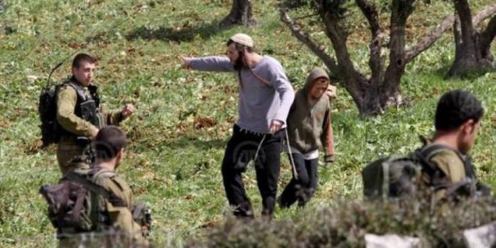 مستوطنون يطلقون النار تجاه قاطفي الزيتون في جنين