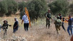 مستوطنون يسرقون ثمار الزيتون من أراضي عورتا