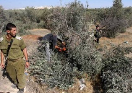مستوطنون يحطمون 200 شتلة زيتون وأشجار مثمرة بمسافر يطا بالخليل