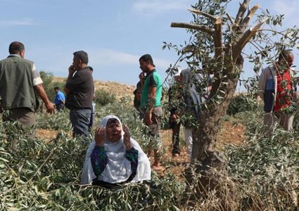 قوات الاحتلال تعدي على قاطفي الزيتون في واد فوكين غرب بيت لحم