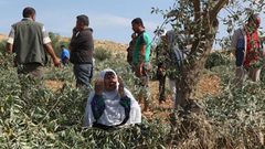 قوات الاحتلال تعدي على قاطفي الزيتون في واد فوكين غرب بيت لحم