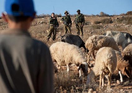 مستوطنون يجبرون الرعاة على إخلاء مراعيهم في الأغوار الشمالية