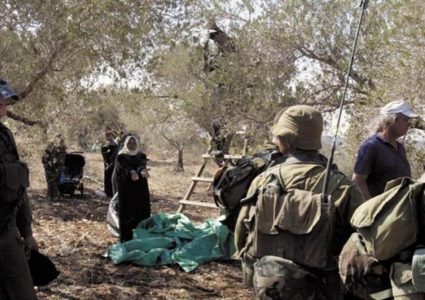 مستوطنون يعتدون على قاطفي الزيتون بمسافر يطا