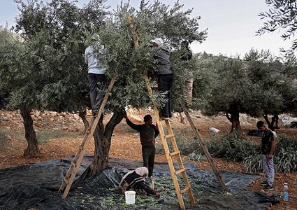 سموتريتش يطالب بمنع الفلسطينيين في الضفة من قطف الزيتون